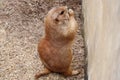 Lovely Brown Prairie Dog Royalty Free Stock Photo