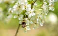 Closeup photo of a bumble bee on flower Royalty Free Stock Photo