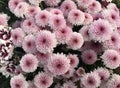 Closeup Photo of Bunch of Chrysanthemum Flower - Stock Photo Royalty Free Stock Photo