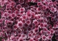 Closeup Photo of Bunch of Chrysanthemum Flower - Stock Photo Royalty Free Stock Photo