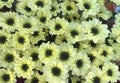 Closeup Photo of Bunch of Chrysanthemum Flower - Stock Photo Royalty Free Stock Photo