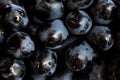 Closeup photo of a bunch of raw black grapes in the vineyard. Healthy natural food. Summer fruits Royalty Free Stock Photo