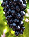 Closeup photo of a bunch of raw black grapes in the vineyard. Healthy natural food. Summer fruits Royalty Free Stock Photo
