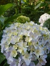 Closeup photo of bunch of white flowers on the branch. blurred background