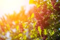 Closeup photo of bush of lilac or syringa under blue sky captured sprint or early summer.