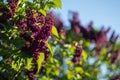 Closeup photo of bush of lilac or syringa under blue sky captured sprint or early summer.