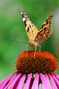 A closeup photo of a butterfly (Venessa Cardui)