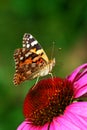 A closeup photo of a butterfly (Venessa Cardui)