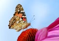 A closeup photo of a butterfly (Venessa Cardui)