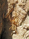 Camel spider on rock , Solifugae Royalty Free Stock Photo