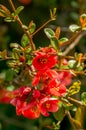Closeup photo of chaenomeles flowers Royalty Free Stock Photo