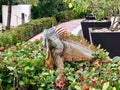 Mexican Iguana Sunning Himself in Mexico Royalty Free Stock Photo