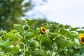 Closeup Photo of Countryside Foliage - Abstract Sunflower Background