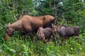 Closeup photo of a cow moose with two baby calves eating grass in Denali National Park and Preserve, Alaska, United Royalty Free Stock Photo