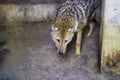 Closeup photo of a cute gray fox with a curious stare coming out of hiding Royalty Free Stock Photo