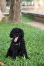 Closeup photo of cute poodle sitting in the park in Vietnam. Royalty Free Stock Photo