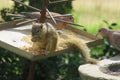 Closeup photo of a cute yellow squirrel eating seeds from a metal spiked bird feeder
