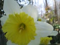 Closeup of white petaled, yellow centered daffodil