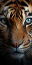 a closeup photo of dangerous tiger