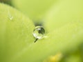 Closeup Photo of dewdrop on green leaf