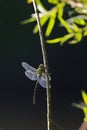 Dragonfly landing on a twig Royalty Free Stock Photo