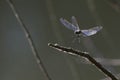 Dragonfly landing on a twig Royalty Free Stock Photo