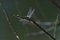 Dragonfly landing on a twig Royalty Free Stock Photo