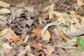 Dried photo leaves of fallen trees in Royalty Free Stock Photo