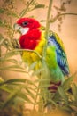 Closeup photo of an Eastern rosella Platycercus eximius parrot standing on a branch