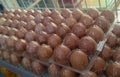 Closeup photo of Eggs on plastic wrap Royalty Free Stock Photo