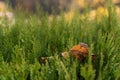 Closeup photo of fallen autumn leaf on a thuja