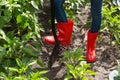 Closeup image of female feet in red rubber boots digging garden soil with shovel Royalty Free Stock Photo