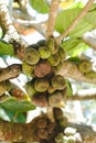 figs fruit on a tree in orchard closeup Royalty Free Stock Photo