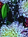 Closeup photo of flowers illustration style