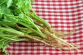 Closeup photo of fresh coriander roots