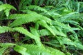 A closeup photo of fresh green ferns, or lady ferns or Athyrium filix-femina Royalty Free Stock Photo