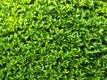 Green Foliage for Background and Texture Royalty Free Stock Photo