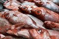 Rows of wet fresh red fishes which lying on each other Royalty Free Stock Photo