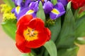 Closeup photo of the fresh red tulip on the spring flowers bouquet background Royalty Free Stock Photo