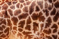 Closeup Masai Giraffe Skin Royalty Free Stock Photo