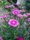 Closeup photo of gaillardia flowers in the garden. Partially blurred background