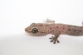 Closeup photo of gecko on white background. Baby lizard macro photo Royalty Free Stock Photo