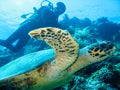 The closeup photo of gigantic sea turtle on the foreground and scuba diver on the background. Royalty Free Stock Photo