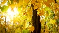 Closeup photo of golden autumn leaves hanging on tree at autumn park Royalty Free Stock Photo