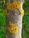 Macro photo of gray and yellow lichen on the bark Royalty Free Stock Photo