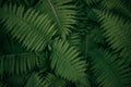 Closeup photo of green fern in nature, leaf for background, no people Royalty Free Stock Photo