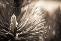 Closeup photo of green needle pine tree on the right side of picture. Blurred pine needles in background Royalty Free Stock Photo