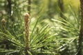 Closeup photo of green needle pine tree on the right side of picture. Blurred pine needles in background Royalty Free Stock Photo