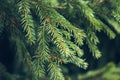 Background of Christmas tree branches. green prickly branches of a fur-tree or pine Royalty Free Stock Photo