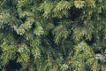 Background of Christmas tree branches. green prickly branches of a fur-tree or pine Royalty Free Stock Photo